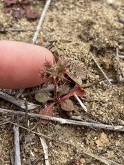 Chorizanthe fimbriata