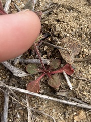 Chorizanthe fimbriata