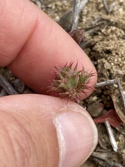 Chorizanthe fimbriata