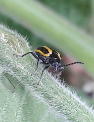 Lema confusa virgata