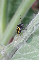 Lema confusa virgata