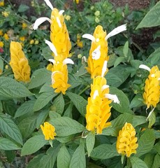 Pachystachys lutea