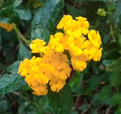 Lantana