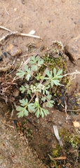 Ammoselinum butleri