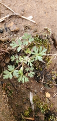 Ammoselinum butleri