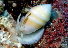 Oliva carneola
