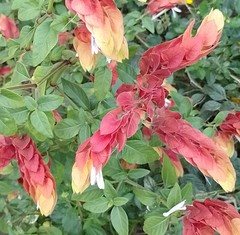 Justicia brandegeeana