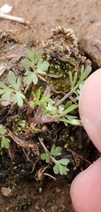 Ammoselinum butleri
