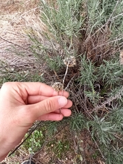 Helichrysum stoechas