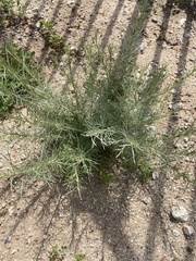 Artemisia californica