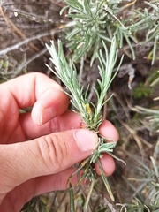 Helichrysum stoechas