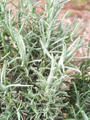 Helichrysum stoechas
