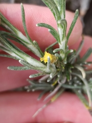 Helichrysum stoechas