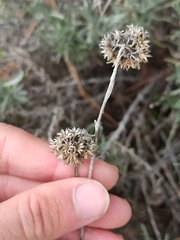 Helichrysum stoechas