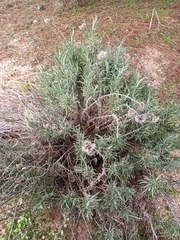 Helichrysum stoechas