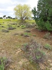 Helichrysum stoechas
