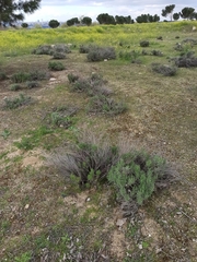 Helichrysum stoechas