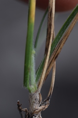 Bromus condensatus