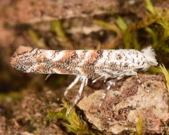 Cameraria hamadryadella