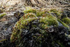 Coscinodon calyptratus