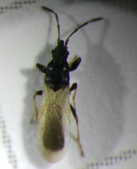 Oxycarenidae