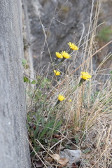 Leontodon tenuiflorus