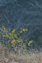 Hippocrepis emerus emerus