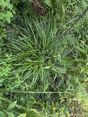 Carex prasina