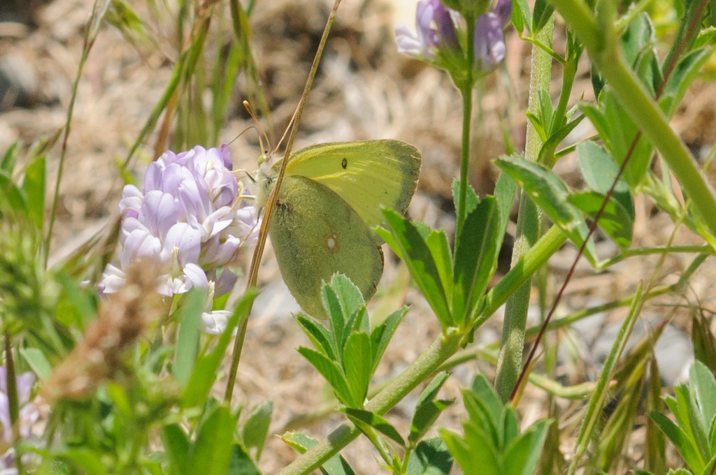 Western Sulphur