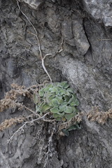 Campanula elatinoides