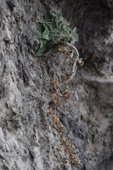 Campanula elatinoides