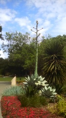 Agave ovatifolia