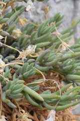 Moehringia insubrica