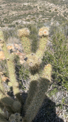 Cylindropuntia ganderi