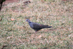 Streptopelia lugens