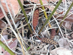 Zamia erosa