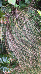 Festuca francoi