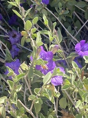 Magnoliopsida