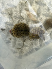 Ecteinascidia turbinata