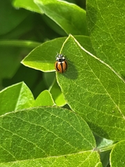 Coccinella miranda