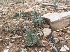 Ipomopsis longiflora