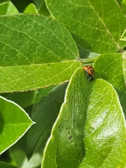 Coccinella miranda