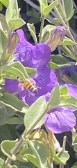 Apis mellifera