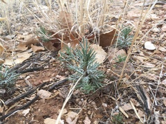 Ipomopsis longiflora