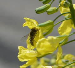 Syrphidae
