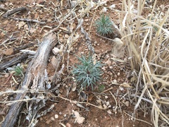 Ipomopsis longiflora
