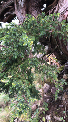 Juniperus brevifolia