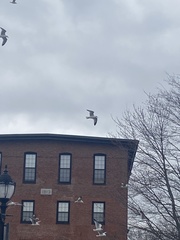 Larus argentatus