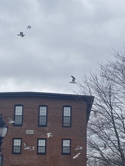 Larus argentatus