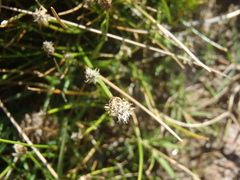 Eleocharis montevidensis